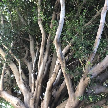 Climbing Hi - Invasive unruly ficus - Tree Services Near Me