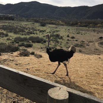 Ostrichland USA - Attraction Farms Near Me - Solvang, California