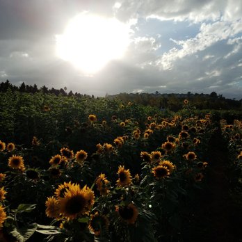Pumpkin Station - Farms Near Me - Escondido, California