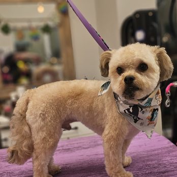 Wag This Way Pet Spa - Pet Groomers Near Me - Turlock, California Wag This Way Pet Spa - Pet Groomers Near Me - Turlock, California
