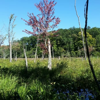 Calvert Cliffs State Park - Marsh overlook - Parks Near Me Calvert Cliffs State Park - Marsh overlook - Parks Near Me