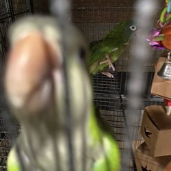 Brianna’s Fur Babies Pet Services