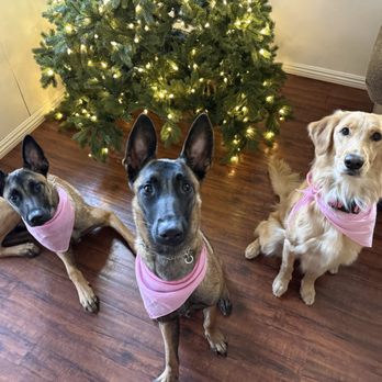 Pawfect Express Pet Spa - Summit, Sierra, & Barbie - Pet Groomers Near Me - Montebello, California Pawfect Express Pet Spa - Summit, Sierra, & Barbie - Pet Groomers Near Me - Montebello, California