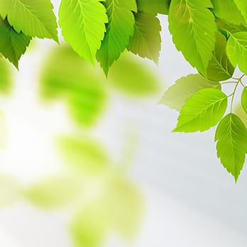 English Tree Service - Tree Services Near Me - Oklahoma City, Oklahoma English Tree Service - Tree Services Near Me - Oklahoma City, Oklahoma