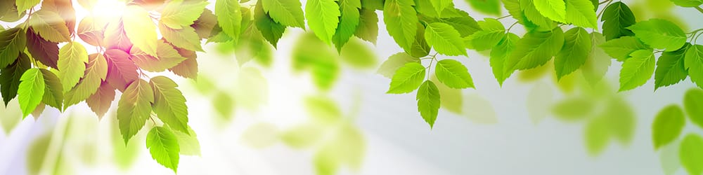 English Tree Service - tree service in Oklahoma City, OK