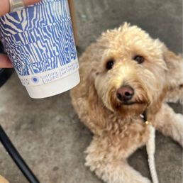 Cups & Pups!