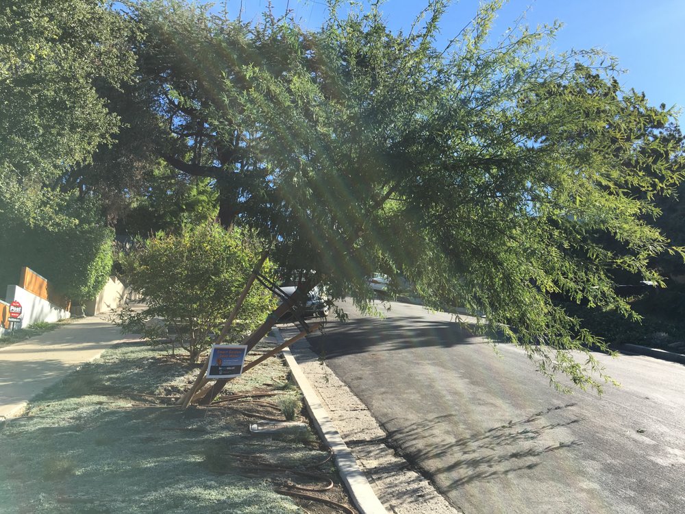 Moon Valley Planted too deep so root growth was permanently stunted and