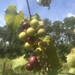 Auman’s Vineyards