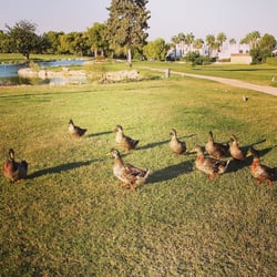 Villamartín Golf Club - Ducks at Villamartin Golf Club