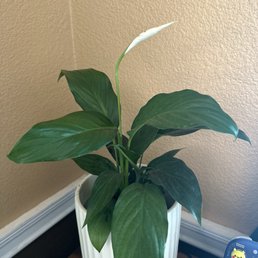Peace lily