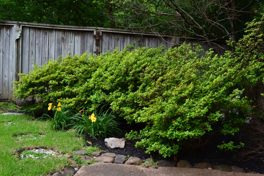 Grazz Masters - tree service in Memphis, TN