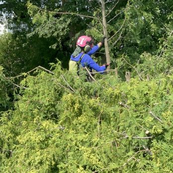 Littlefoot Tree Service - Trimming in process - Tree Services Near Me - Toronto, Ontario Littlefoot Tree Service - Trimming in process - Tree Services Near Me - Toronto, Ontario