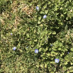 Ronald Reagan Park - Saw lovely tiny blue flowers