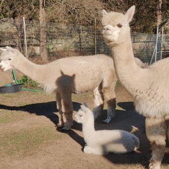 Tierra Prometida Alpacas - Alpacas and the baby's - Attraction Farms Near Me - Fischer, Texas Tierra Prometida Alpacas - Alpacas and the baby's - Attraction Farms Near Me - Fischer, Texas