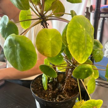 Leafy Soulmates - Our plant - Nurseries & Gardening Near Me - Santa Ana, California
