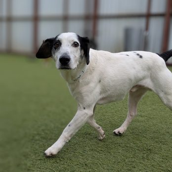 Pet Camp - Pet Training Near Me - San Francisco, California Pet Camp - Pet Training Near Me - San Francisco, California