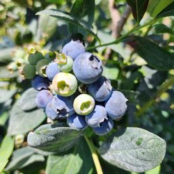 Alpine Blue Farms - Plump Blueberries