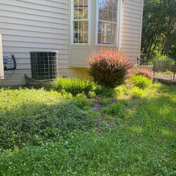 Posada Tree Service - Before posada - Tree Services Near Me Posada Tree Service - Before posada - Tree Services Near Me