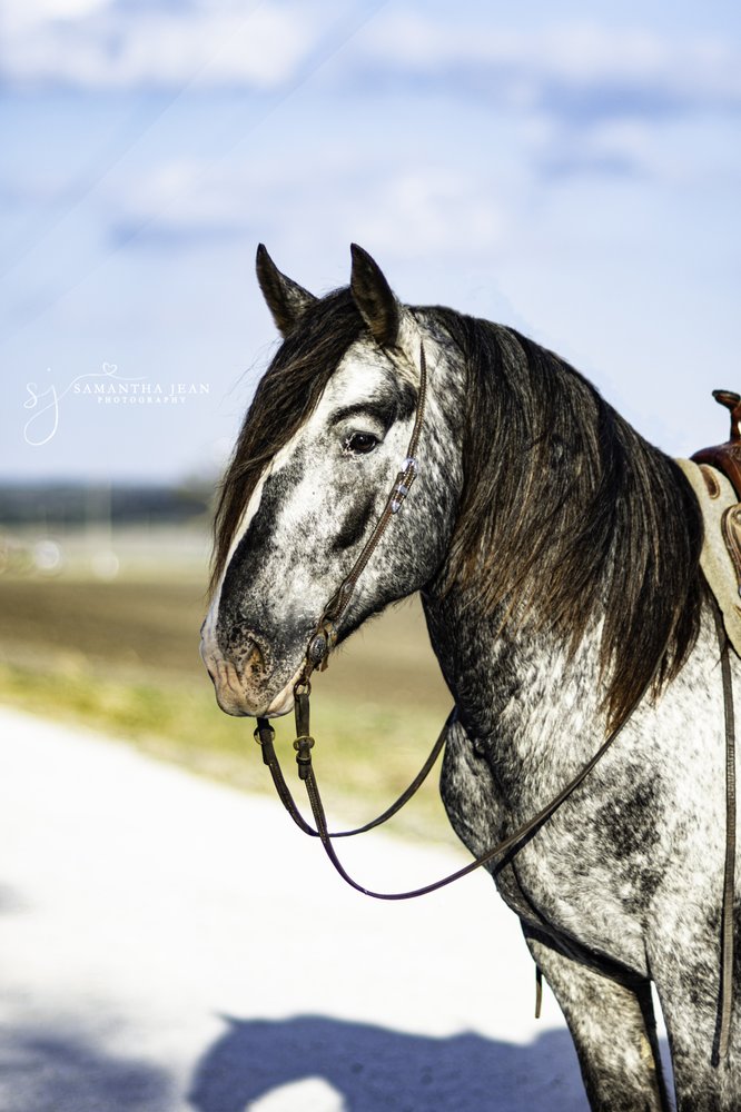 2B Performance Horses Logo