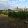 Photo of Orchard Hill Tree Farm