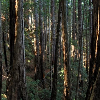 Cascade Ranch State Park - Most of the trail looks like this - Parks Near Me - Pescadero, California