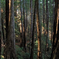 Cascade Ranch State Park - Most of the trail looks like this