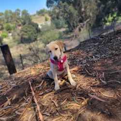 K9805 - Rosey loves her long lead walks in wilderness like areas.