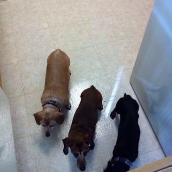 Bowes Animal Hospital - My furry family. - Veterinarians Near Me - Elgin, Illinois
