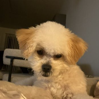 Las Vegas Spaw - Pet Groomers Near Me - Las Vegas, Nevada
