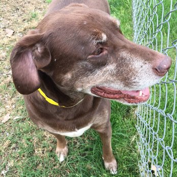 Resort for Pets - Happy pups in a happy place! - Pet Groomers Near Me - Fort Worth, Texas Resort for Pets - Happy pups in a happy place! - Pet Groomers Near Me - Fort Worth, Texas