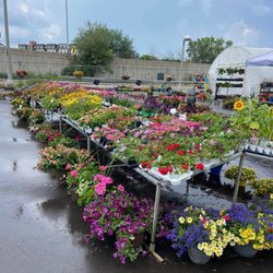 Plant Place - Eagan - Annuals GALORE