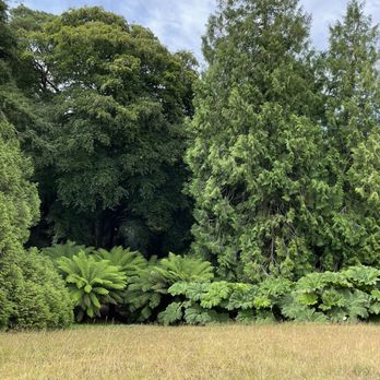 Trebah Garden Trust - Trees - Parks Near Me