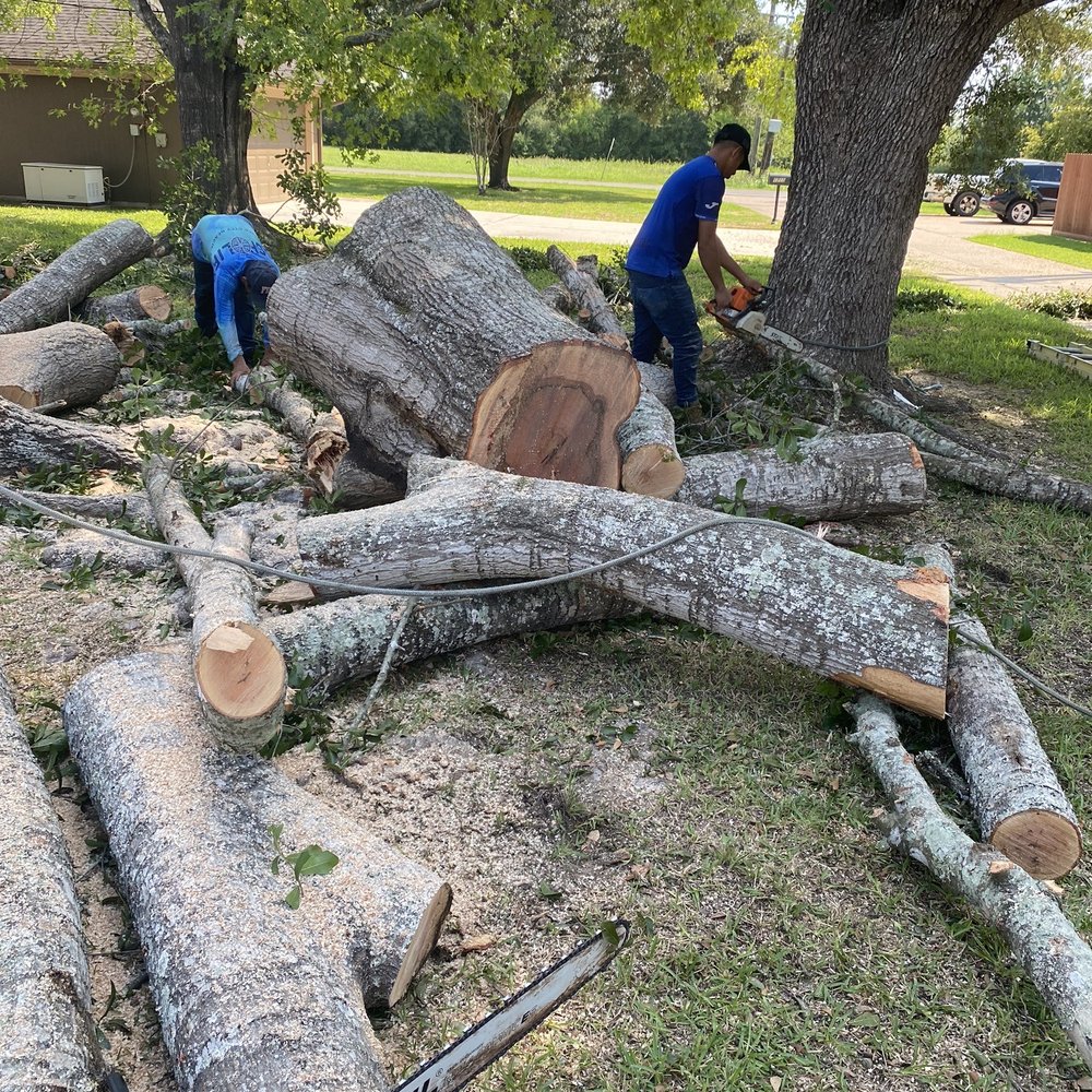 Garcia's Tree Expert - Tree Services Near Me Garcia's Tree Expert - Tree Services Near Me