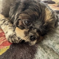 Fuzz & Suddz Pet Grooming