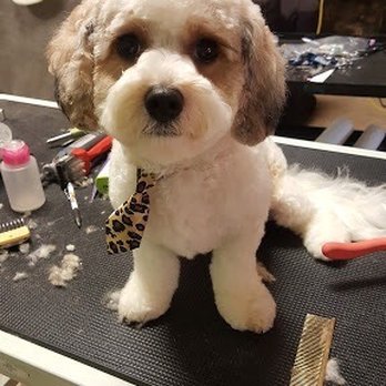 Kira Pet Cuts - Pet Groomers Near Me - Chicago, Illinois