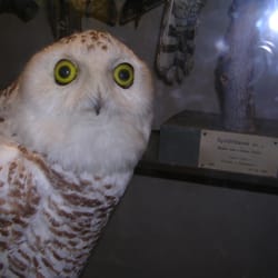 Göteborgs Naturhistoriska Museum