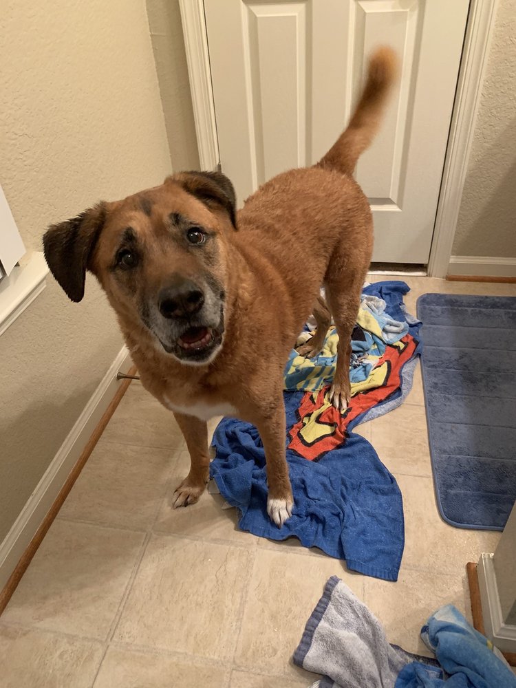 GREENBRIER ANIMAL CARE CENTER Updated October 2024 13 Reviews