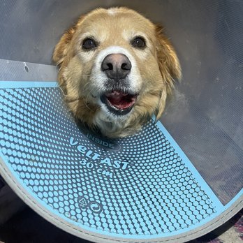 Northside Emergency Pet Clinic - His lip hanging off his jaw again - Veterinarians Near Me - Westminster, Colorado Northside Emergency Pet Clinic - His lip hanging off his jaw again - Veterinarians Near Me - Westminster, Colorado