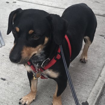 Brooklyn Paw House - the prettiest pup thanks to Brooklyn paw house - Pet Groomers Near Me - Brooklyn, New York