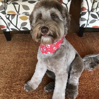 Lovely Cuts Pet Grooming - Pet Groomers Near Me - Deerfield Beach, Florida Lovely Cuts Pet Grooming - Pet Groomers Near Me - Deerfield Beach, Florida