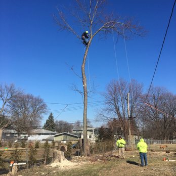 Buddy's Tree Service - Tree Services Near Me - Hanover Park, Illinois
