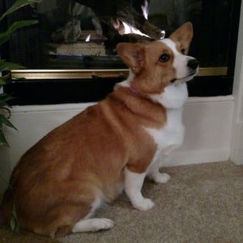 JK Grooming - So happy with the results at JK Grooming! - Pet Groomers Near Me - Denver, Colorado