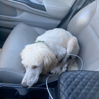 Groomingdales Pet Salon - Her immediately after being picked up - Pet Groomers Near Me - Tucson, Arizona