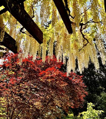 Washington Park Arboretum by null