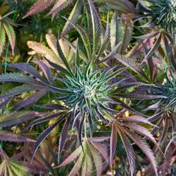 Artifact Nursery - Sunset Sherbet genetics available! Girl Scout Cookies X Pink Panties