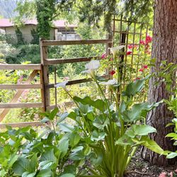 Holy Assumption Monastery - These calla lilies were almost as tall as me! They overlook a babbling brook.