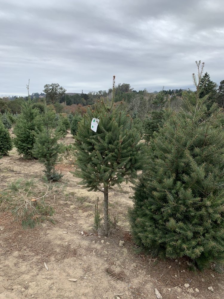 GARLOCK TREE FARM TEMP. CLOSED 32 Photos & 36 Reviews 2275