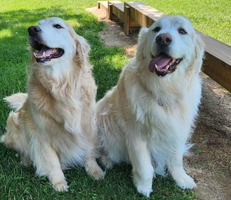 Cascade Hospital for Animals by null