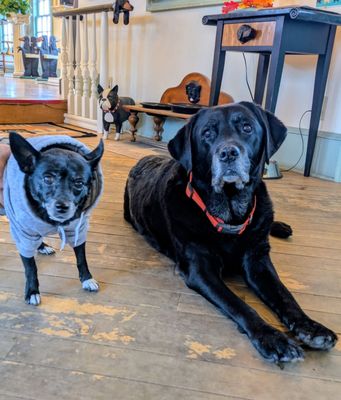 Dog Mountain, Home of Stephen Huneck Gallery by null