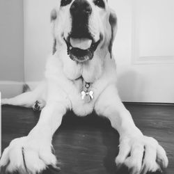 Pawsit Pet Services - Beautiful Bella!